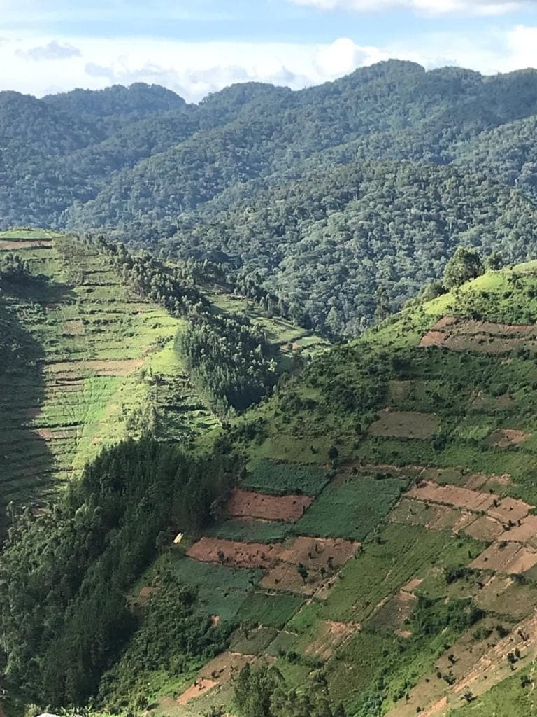 A lush African landscape