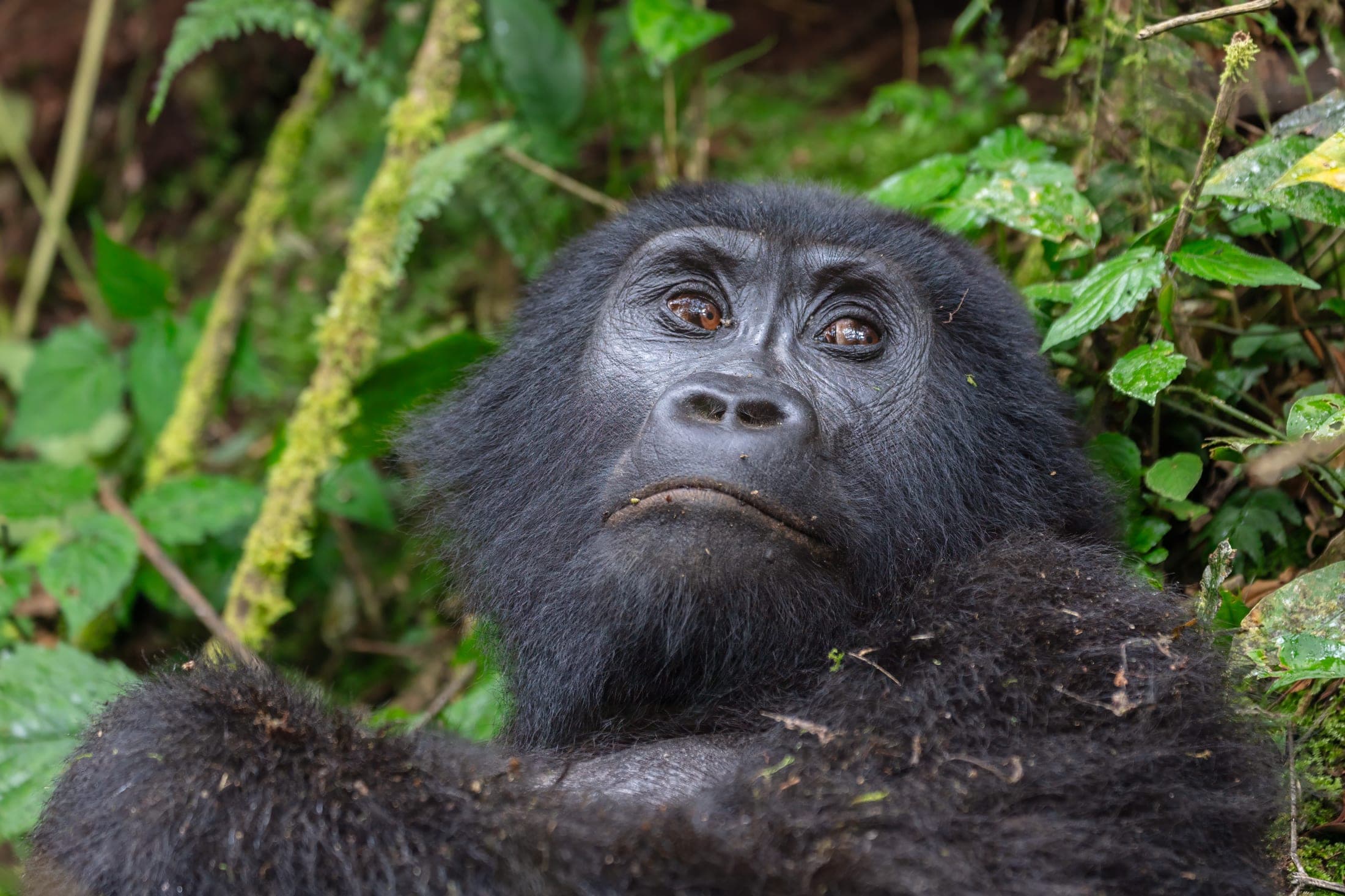 Gorilla Forest Circle Interest