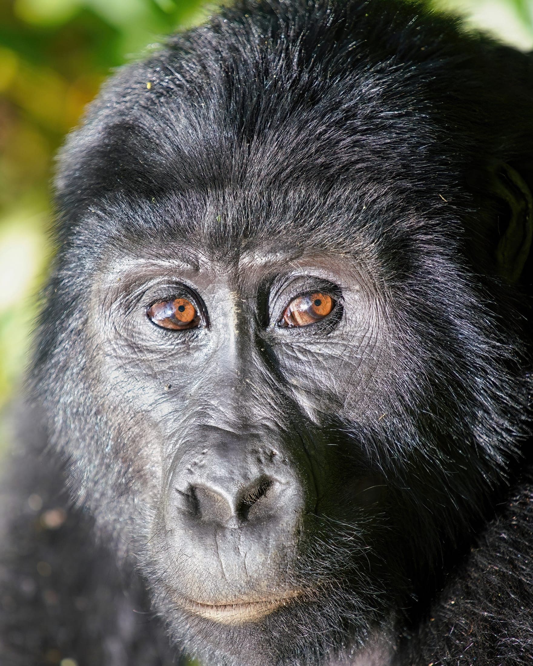 Gorilla Forest safari landscape