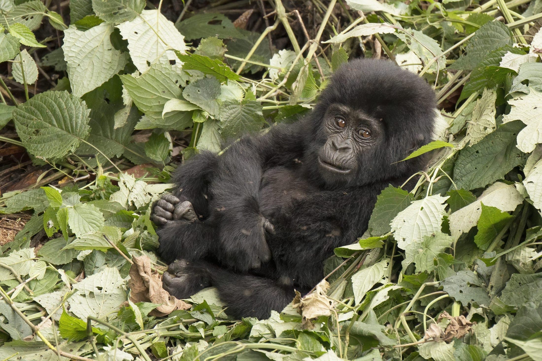 Gorilla Forest & Conservation supporting visual 3
